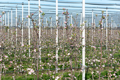 Roggel-appel-boomgaard-001.jpg