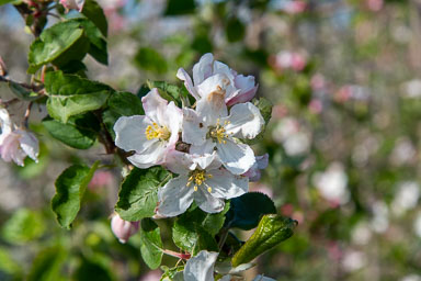 Roggel-appel-boomgaard-005.jpg