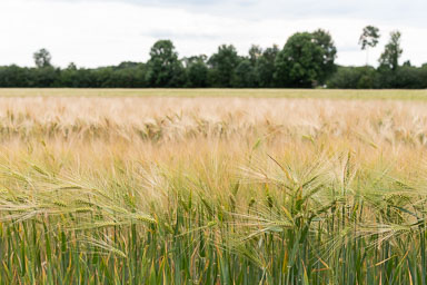 heibloem-akker-koren-landbouw-005.jpg